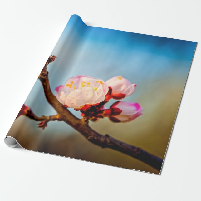 Papel De Regalo Flores De Apricot Japonesas Y Cielo Azul (Desenrollado)
