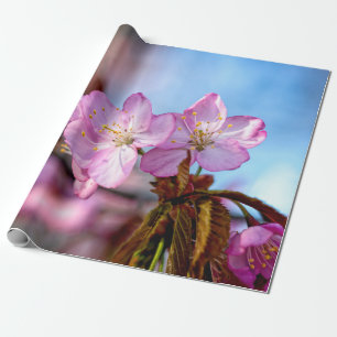 Papel De Regalo Flores De Sakura Asombrosas Y Asombrosas