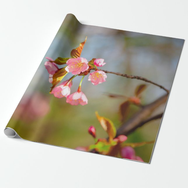 Papel De Regalo Flores de Sakura de Licitación Rosa Suave (Desenrollado)