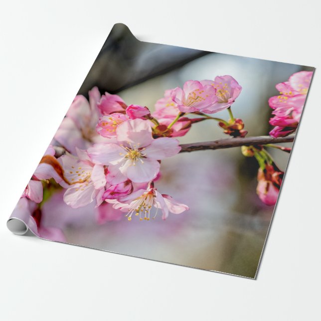 Papel De Regalo Flores De Sakura Dulces En Primavera (Desenrollado)