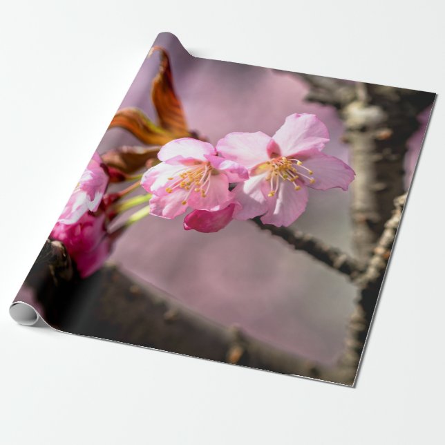 Papel De Regalo Flores De Sakura Rosa En Un Árbol (Desenrollado)