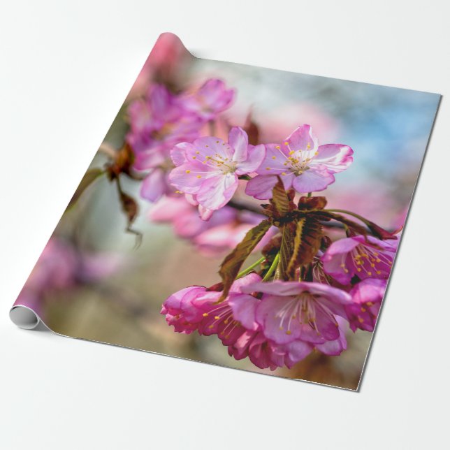 Papel De Regalo Flores de Sakura rosa magníficas (Desenrollado)