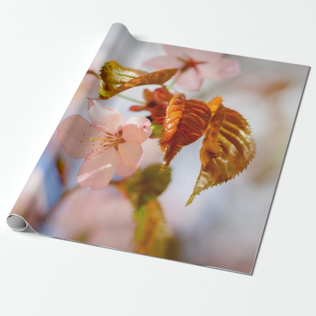 Papel De Regalo Flores De Sakura Y Hojas De Naranja (Desenrollado)