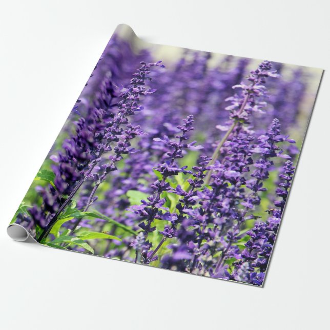 Papel De Regalo Flores púrpuras de la lavanda (Desenrollado)
