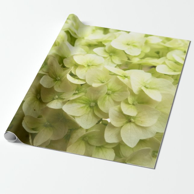 Papel De Regalo Fondo floral Hydrangea blanca (Desenrollado)