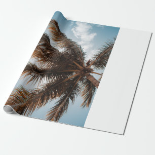 Papel De Regalo Foto de ángulo bajo del árbol de coco