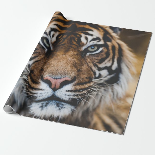 PAPEL DE REGALO FOTO DE LA CARA DE TIGER (Desenrollado)