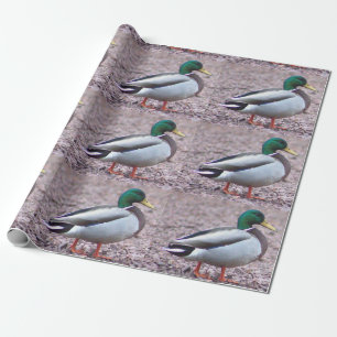 Papel De Regalo Foto de Mallard Duck