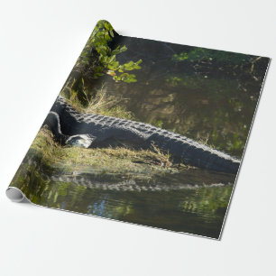 Papel De Regalo Foto de naturaleza de caimán americano descansando