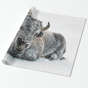 Papel De Regalo Foto de nieve de búfalo salvaje