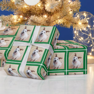 Papel De Regalo Foto de Perro Perro verde de Cerdo Cerdo de Rocito