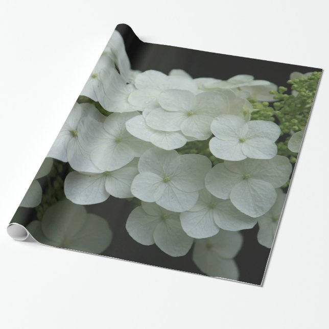 Papel De Regalo Foto floral de Hydrangea blanca en bonito (Desenrollado)