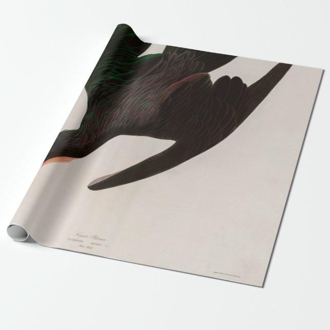 Papel De Regalo Frigate Pelican Birds of America Audubon Print (Desenrollado)
