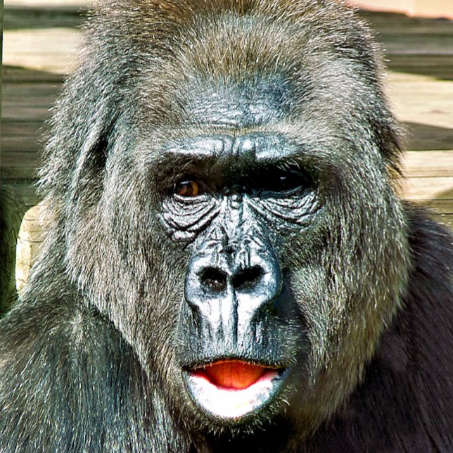 PAPEL DE REGALO FUNNY CUTE GORILLA (The expression on this gorilla face is like mine when I have lost my keys!)