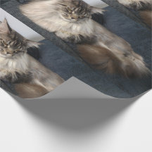 Gato de Coon de Maine