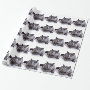 Papel De Regalo Gato gris