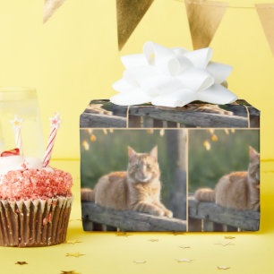 Papel De Regalo Gato Rojizo en una Valla Rústica