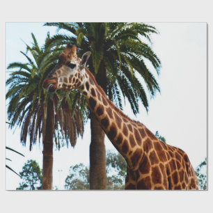 Papel De Regalo Giraffe Graciosa Dando Una Frambuesa,