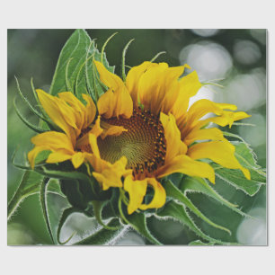 Papel De Regalo Girasol