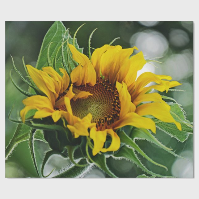 Papel De Regalo Girasol (Superficie plana)