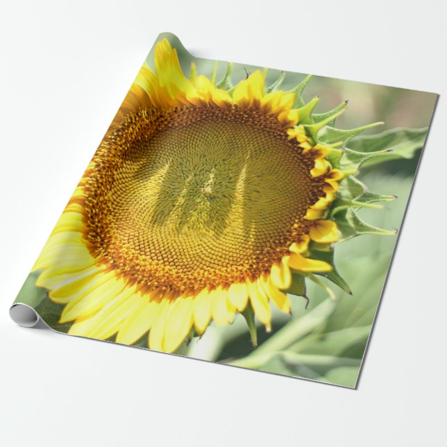 Papel De Regalo Girasol amarillo (Desenrollado)