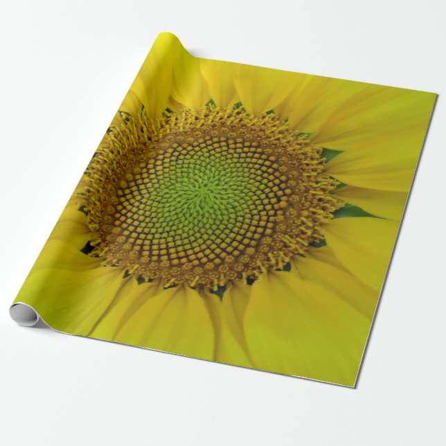Papel De Regalo Girasol y semillas, espiral, relación dorada (Desenrollado)