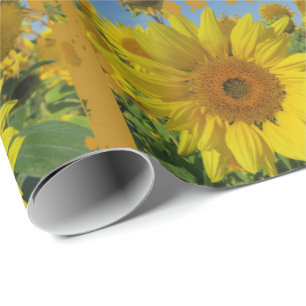 Papel De Regalo girasoles amarillos en verano
