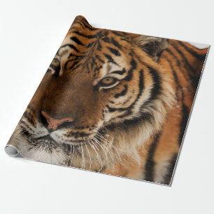 Papel De Regalo Golpe de cabeza contra tigre siberiano