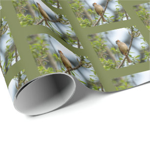 Papel De Regalo Gorrión de Corona Blanca - Fotografía de Aves de A