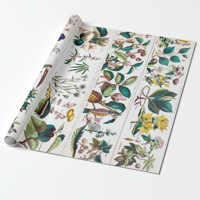 Papel De Regalo Gráfico educativo botánico vintage (Desenrollado)