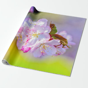 Papel De Regalo Grupo Globular De Impresionantes Flores De Sakura 