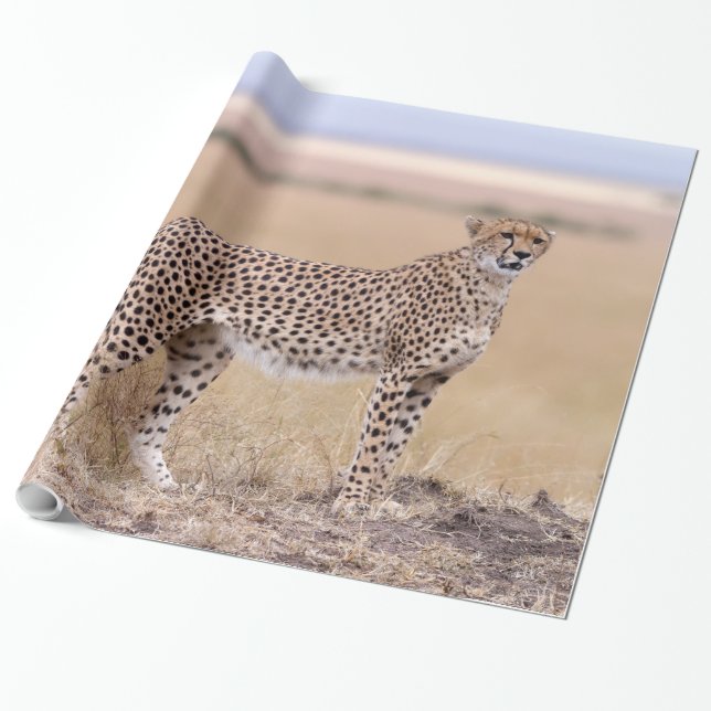 Papel De Regalo Guepardo (Desenrollado)