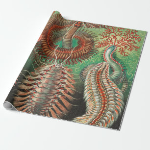 Papel De Regalo Gusanos, Anélidos Chaetopoda por Ernst Haeckel