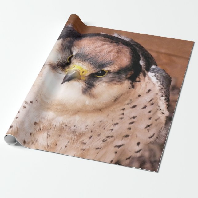 PAPEL DE REGALO HALCÓN LANARIO (Desenrollado)