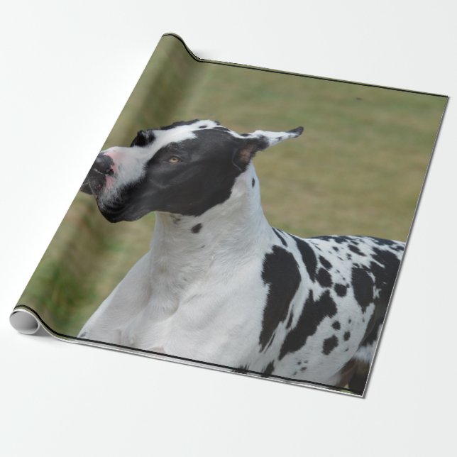 Papel De Regalo Harlequin great dane (Desenrollado)