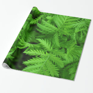 Papel De Regalo Helechos verdes plumosos