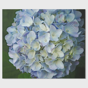 Papel De Regalo Hermosa foto de las flores azules de Hydrangea