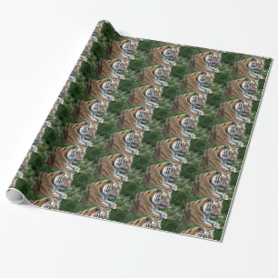 Papel De Regalo Hermoso Tigre Lamiendo Su Nariz