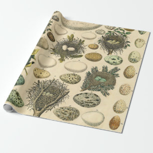 Papel De Regalo Huevos de pintura de arte de nido de ave de ave vi