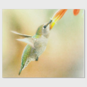 Papel De Regalo Hummingbird en la luz de la madrugada