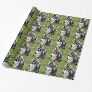 Papel De Regalo Husky