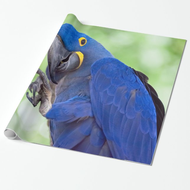 Papel De Regalo Hyacinth Macaw Bird (Desenrollado)