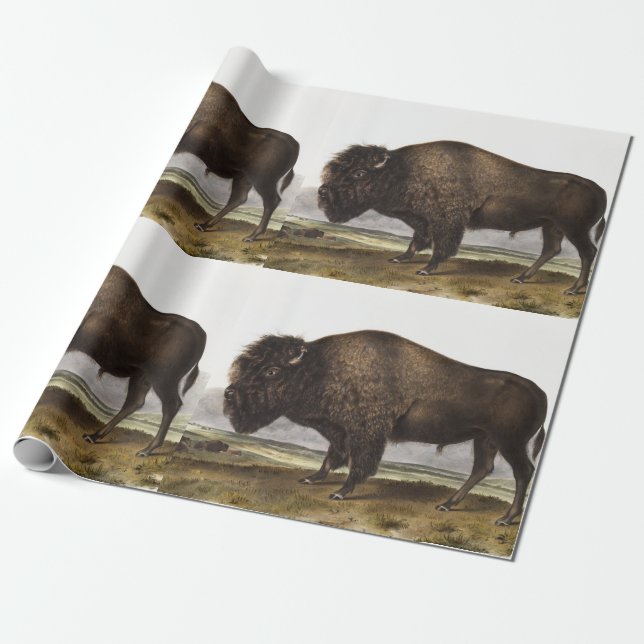 Papel De Regalo Ilustracion americano Bison (Bos Americanus) (Desenrollado)