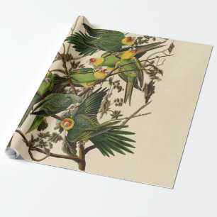 Papel De Regalo Ilustracion Audubon Carolina Parrot Bird