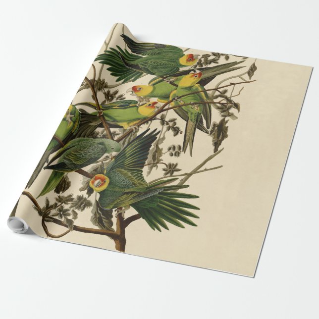 Papel De Regalo Ilustracion Audubon Carolina Parrot Bird (Desenrollado)