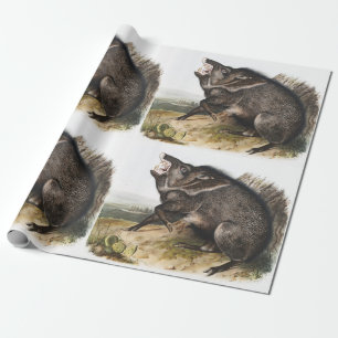 Papel De Regalo Ilustracion Collared Peccary Dycoteles torquatus