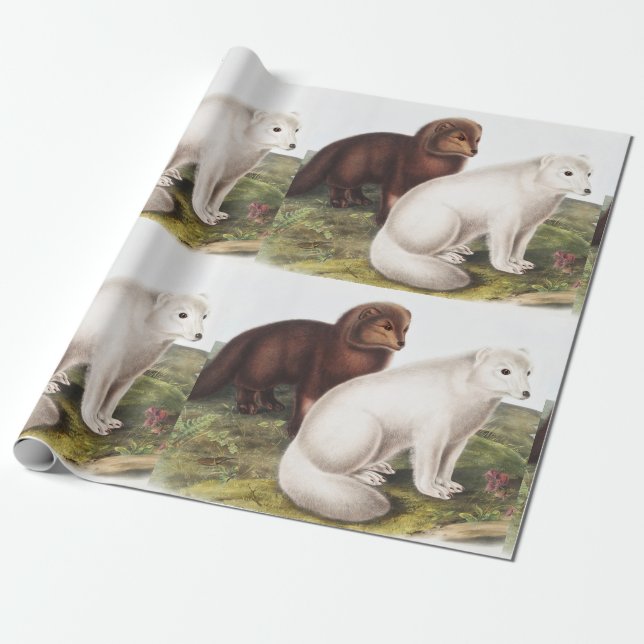 Papel De Regalo Ilustracion de Fox Ártica (Vulpes Lagopus) (Desenrollado)