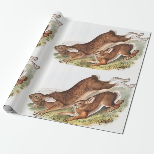 Papel De Regalo Ilustracion del Hare Septentrional (Lepus American (Desenrollado)