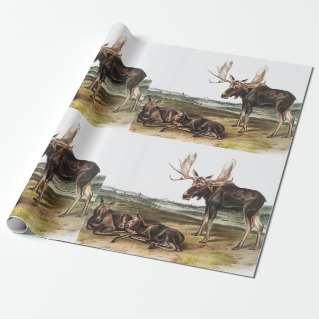 Papel De Regalo Ilustracion Moose Deer (Servus alces) (Desenrollado)