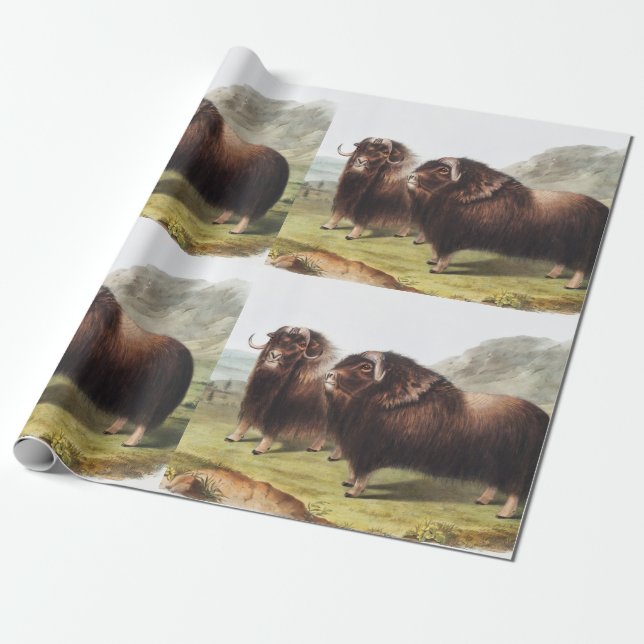 Papel De Regalo Ilustracion Musk Ox (Ovibos moschatus) (Desenrollado)